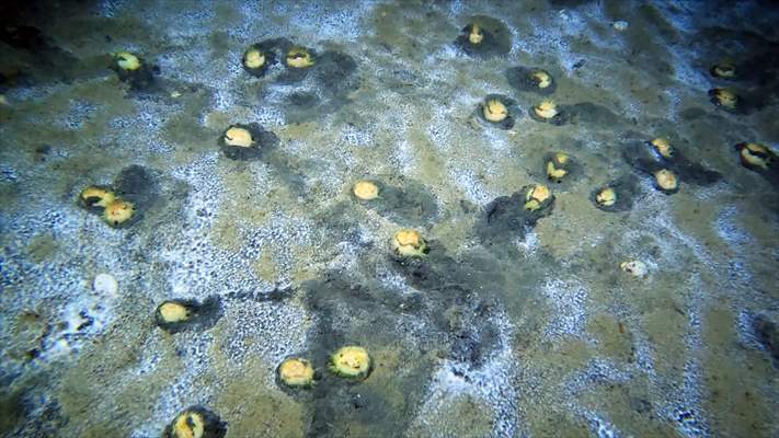 Brissopsis lyrifera, species of sea urchins of the Family Brissidae, above the seabed in Gulf of Izmit