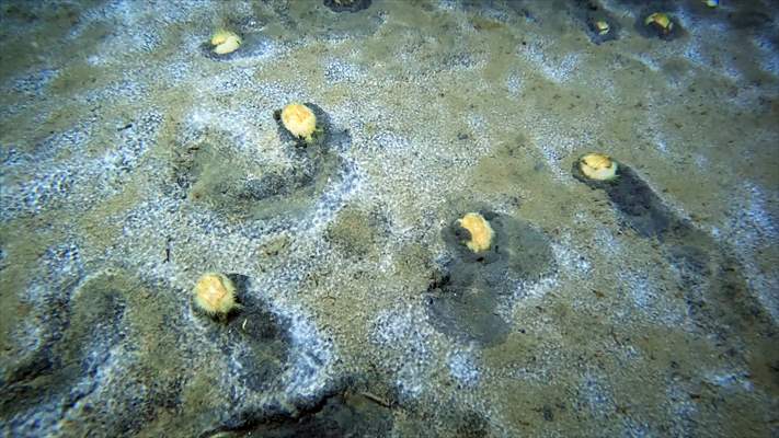 Brissopsis lyrifera, species of sea urchins of the Family Brissidae, above the seabed in Gulf of Izmit
