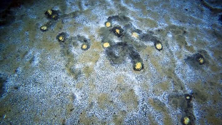 Brissopsis lyrifera, species of sea urchins of the Family Brissidae, above the seabed in Gulf of Izmit