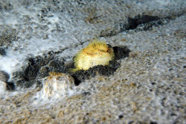 Brissopsis lyrifera, species of sea urchins of the Family Brissidae, above the seabed in Gulf of Izmit