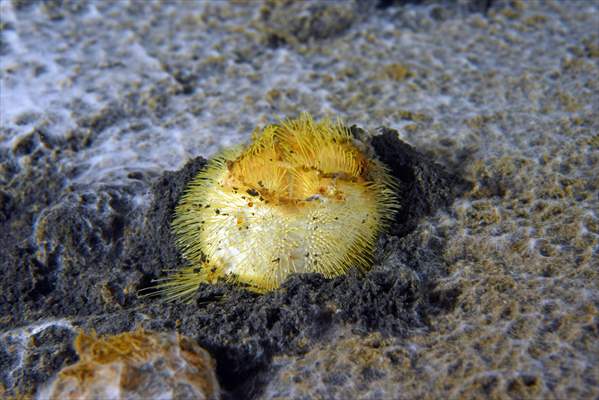 Brissopsis lyrifera, species of sea urchins of the Family Brissidae, above the seabed in Gulf of Izmit