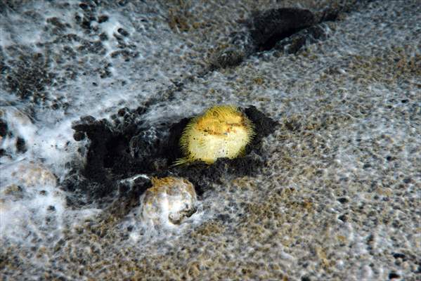Brissopsis lyrifera, species of sea urchins of the Family Brissidae, above the seabed in Gulf of Izmit