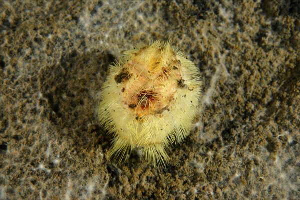 Brissopsis lyrifera, species of sea urchins of the Family Brissidae, above the seabed in Gulf of Izmit