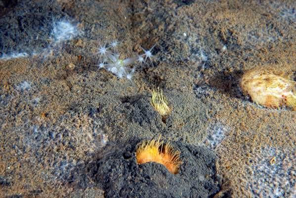 Brissopsis lyrifera, species of sea urchins of the Family Brissidae, above the seabed in Gulf of Izmit