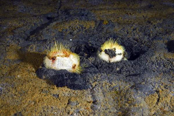 Brissopsis lyrifera, species of sea urchins of the Family Brissidae, above the seabed in Gulf of Izmit