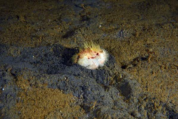 Brissopsis lyrifera, species of sea urchins of the Family Brissidae, above the seabed in Gulf of Izmit