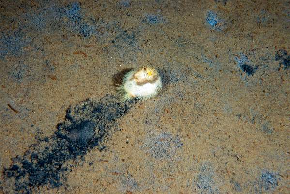 Brissopsis lyrifera, species of sea urchins of the Family Brissidae, above the seabed in Gulf of Izmit