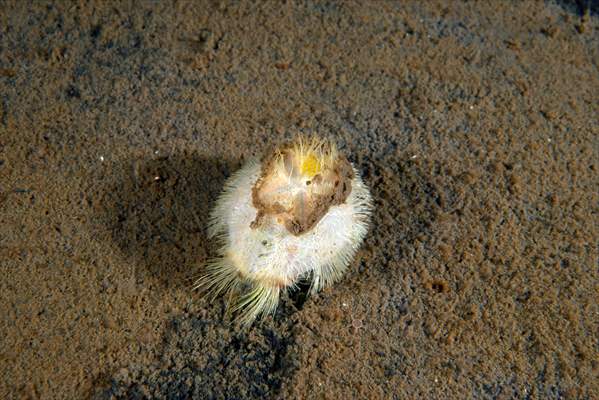 Brissopsis lyrifera, species of sea urchins of the Family Brissidae, above the seabed in Gulf of Izmit