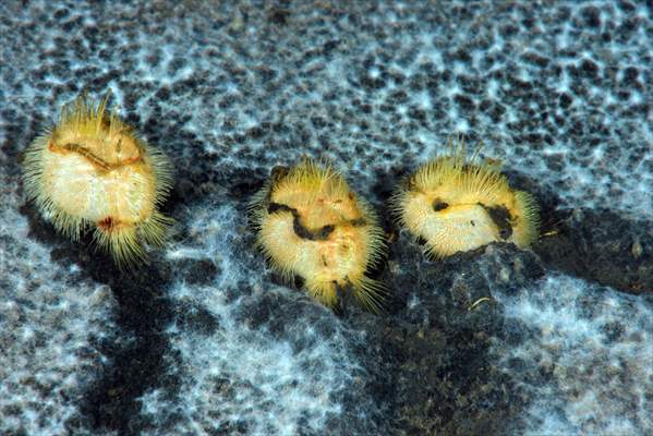 Brissopsis lyrifera, species of sea urchins of the Family Brissidae, above the seabed in Gulf of Izmit
