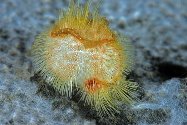 Brissopsis lyrifera, species of sea urchins of the Family Brissidae, above the seabed in Gulf of Izmit