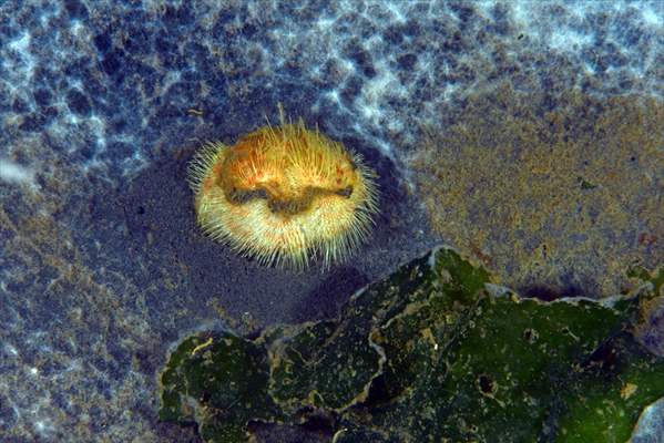 Brissopsis lyrifera, species of sea urchins of the Family Brissidae, above the seabed in Gulf of Izmit