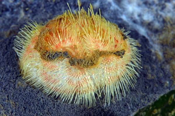 Brissopsis lyrifera, species of sea urchins of the Family Brissidae, above the seabed in Gulf of Izmit