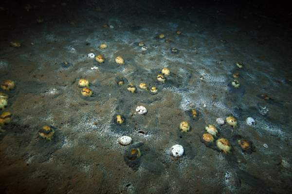 Brissopsis lyrifera, species of sea urchins of the Family Brissidae, above the seabed in Gulf of Izmit