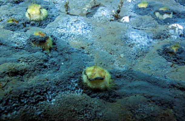 Brissopsis lyrifera, species of sea urchins of the Family Brissidae, above the seabed in Gulf of Izmit