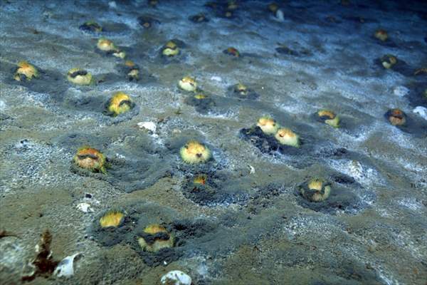 Brissopsis lyrifera, species of sea urchins of the Family Brissidae, above the seabed in Gulf of Izmit