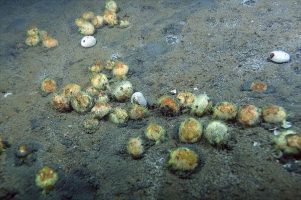 Brissopsis lyrifera, species of sea urchins of the Family Brissidae, above the seabed in Gulf of Izmit