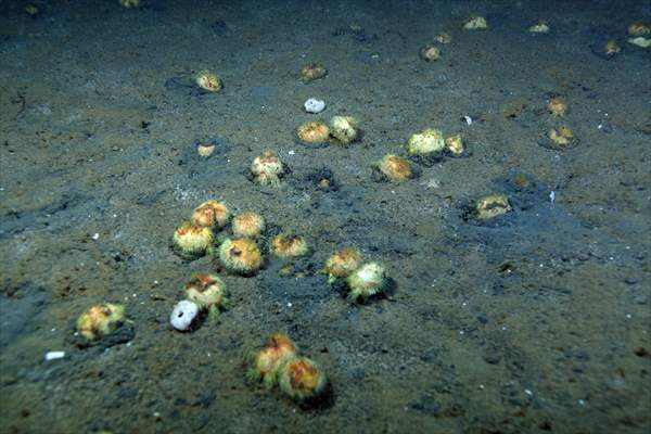 Brissopsis lyrifera, species of sea urchins of the Family Brissidae, above the seabed in Gulf of Izmit