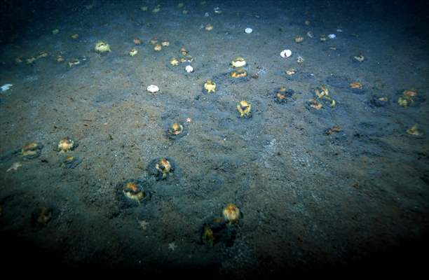 Brissopsis lyrifera, species of sea urchins of the Family Brissidae, above the seabed in Gulf of Izmit
