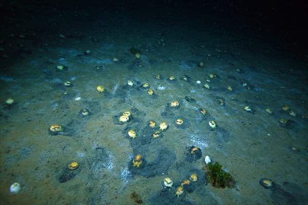 Brissopsis lyrifera, species of sea urchins of the Family Brissidae, above the seabed in Gulf of Izmit