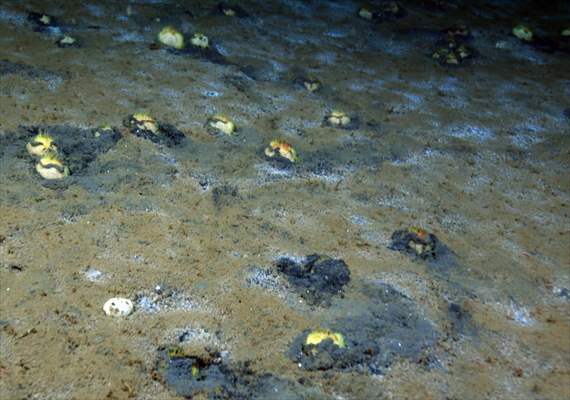 Brissopsis lyrifera, species of sea urchins of the Family Brissidae, above the seabed in Gulf of Izmit