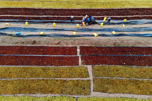 Grape fields in Turkiye's Manisa