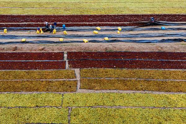 Grape fields in Turkiye's Manisa