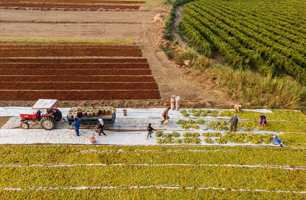 Grape fields in Turkiye's Manisa