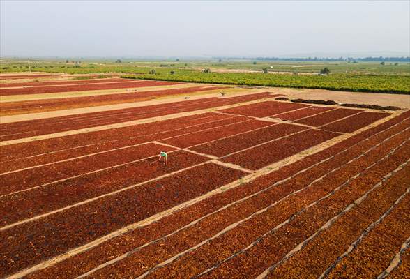 Grape fields in Turkiye's Manisa