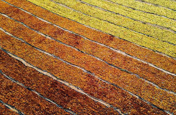 Grape fields in Turkiye's Manisa