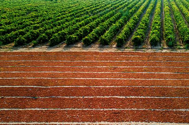 Grape fields in Turkiye's Manisa