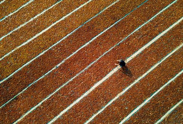 Grape fields in Turkiye's Manisa