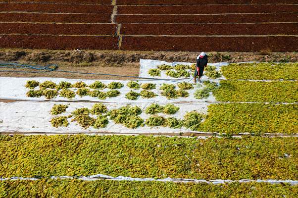 Grape fields in Turkiye's Manisa