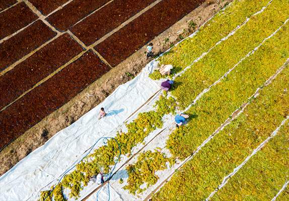 Grape fields in Turkiye's Manisa