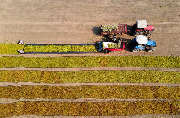 Grape fields in Turkiye's Manisa