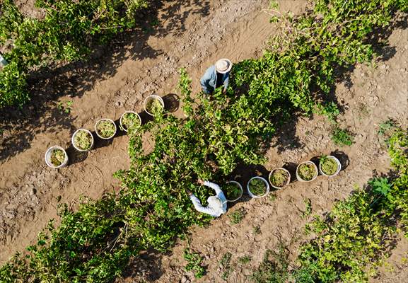 Grape fields in Turkiye's Manisa