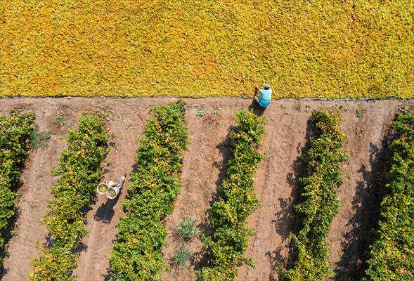 Grape fields in Turkiye's Manisa