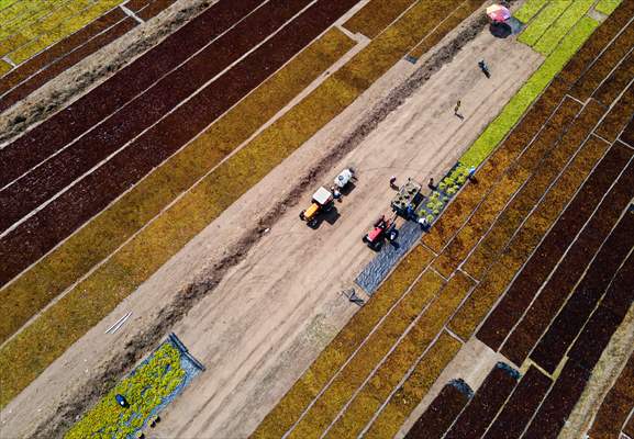 Grape fields in Turkiye's Manisa