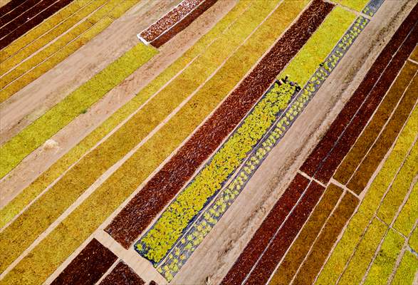 Grape fields in Turkiye's Manisa