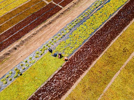 Grape fields in Turkiye's Manisa