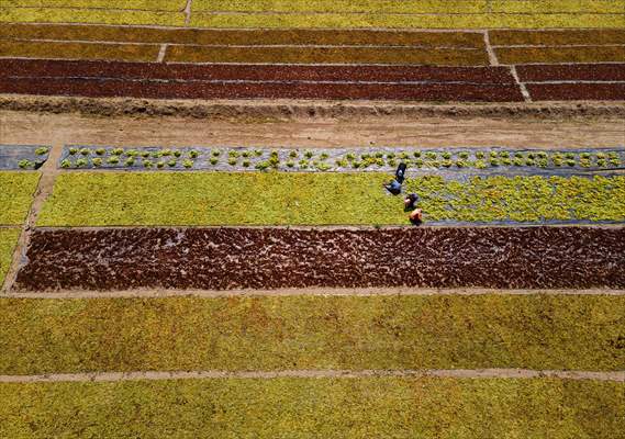 Grape fields in Turkiye's Manisa