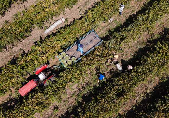 Grape fields in Turkiye's Manisa