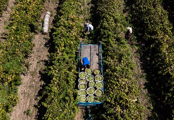 Grape fields in Turkiye's Manisa