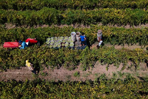 Grape fields in Turkiye's Manisa