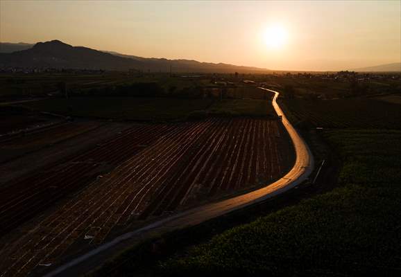 Grape fields in Turkiye's Manisa