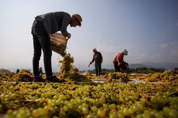 Grape fields in Turkiye's Manisa