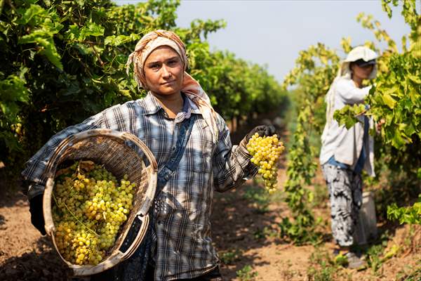 Grape fields in Turkiye's Manisa