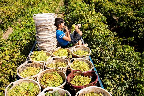 Grape fields in Turkiye's Manisa