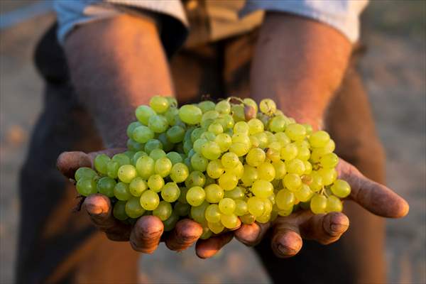 Grape fields in Turkiye's Manisa