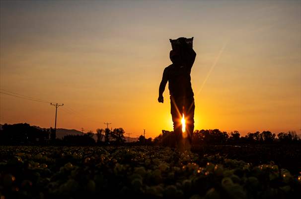 Grape fields in Turkiye's Manisa