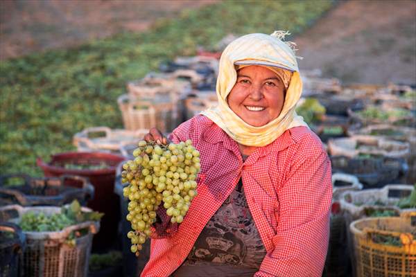 Grape fields in Turkiye's Manisa